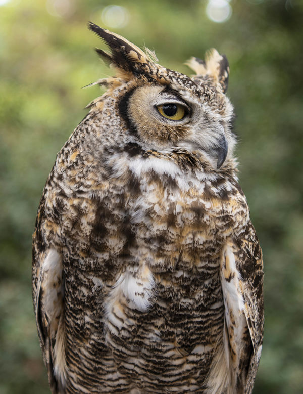 Great Horned Owl...