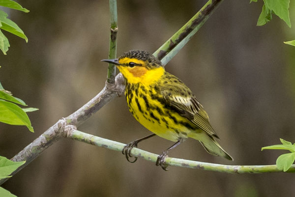 Cape May Warbler...