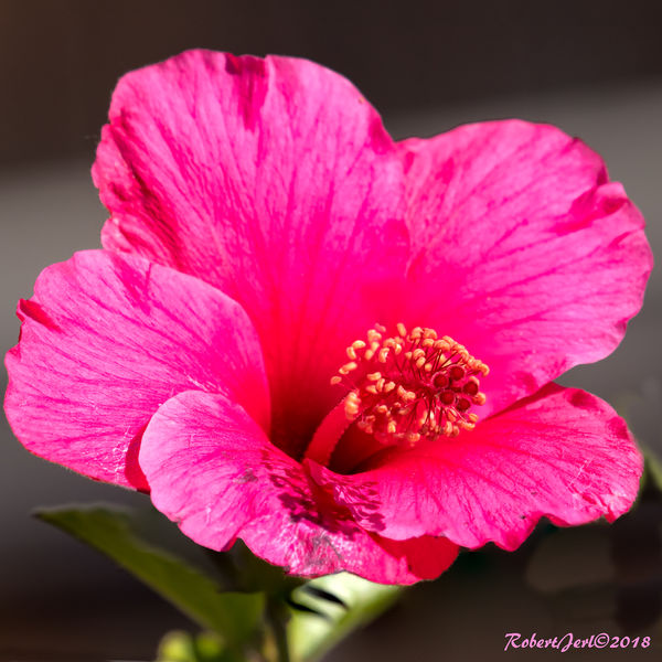 Hot Pink Hibiscus (didn't have a name tag)...