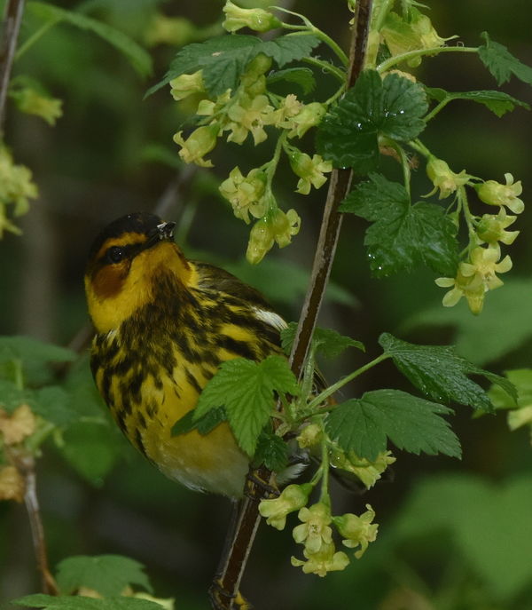 Cape May warbler...