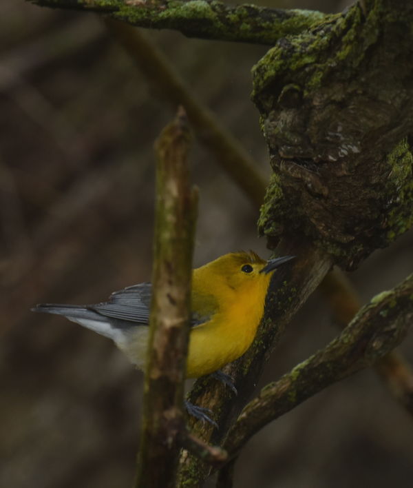 Prothonotary warbler...
