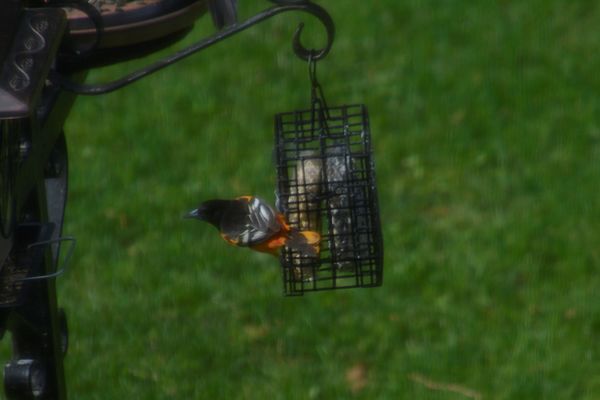 Ive never seen this bird at the feeder before it w...