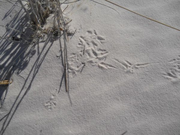 tracks in the sand, White Sands National Monument...