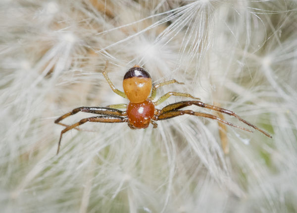 Crab Spider S. parvulum...