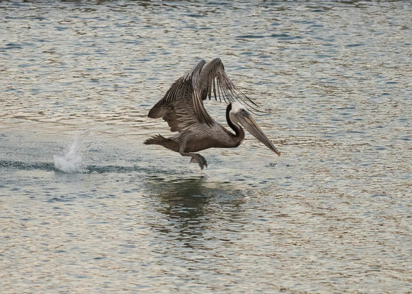 Pelican Lifting Off...