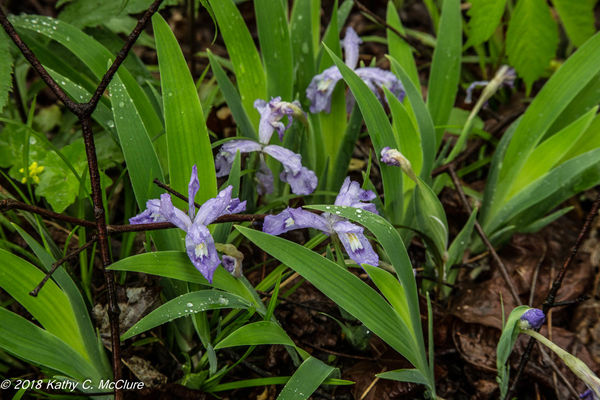 I believe they said this was a crested dwarf iris....