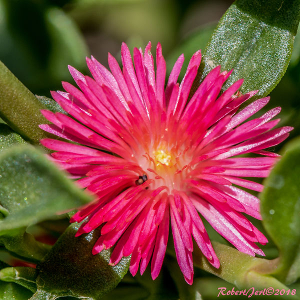 "Ice Plant"  less than 1" so the photo bombing bug...