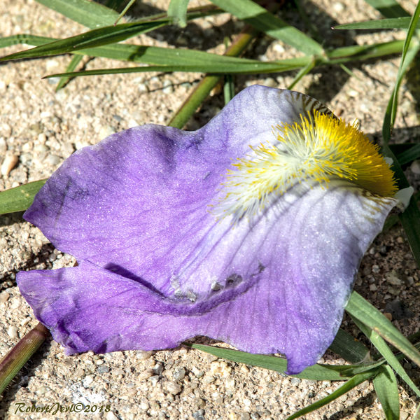 The missing petal on the ground - I added it to my...