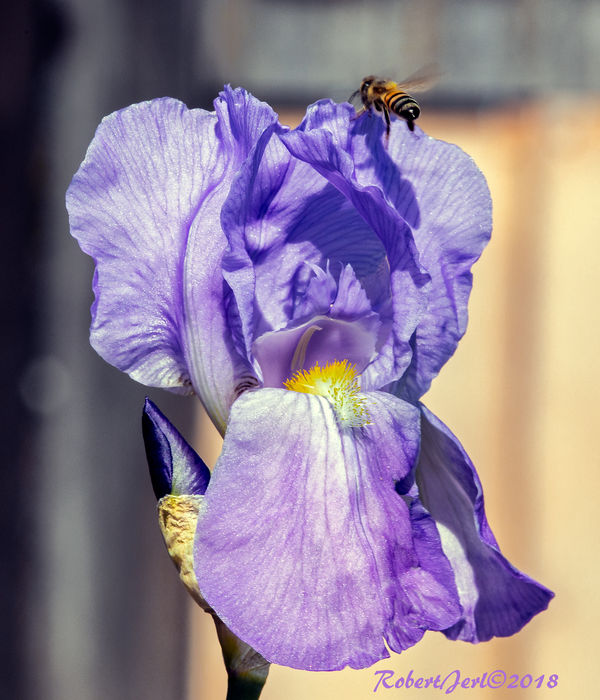 Lavender Iris and Bee...