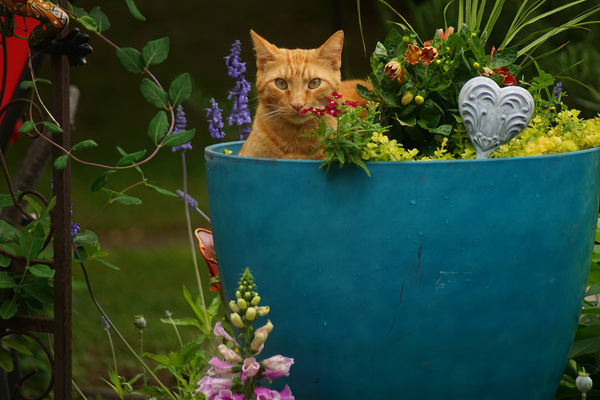 Not a lover of flowers. Just a convenient perch to...