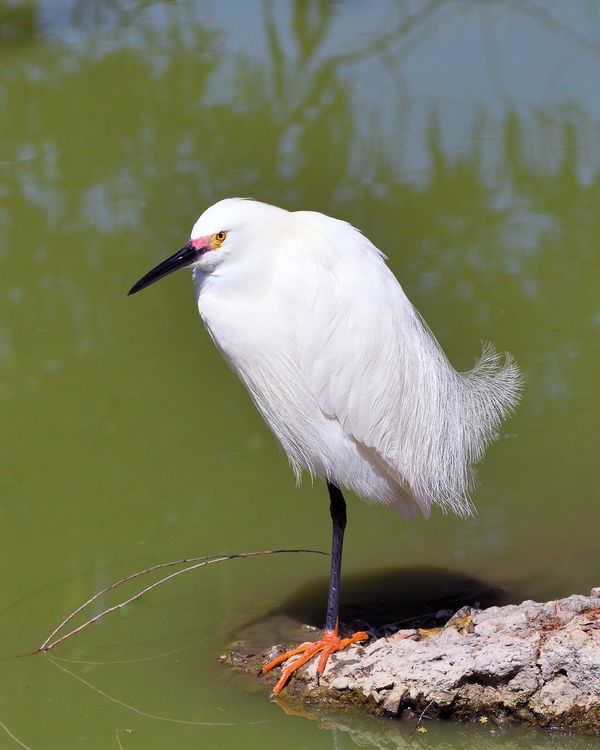 Snowy Egret in breeding colors and plumage...
