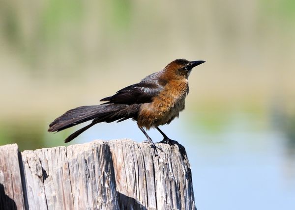 Great Tailed Grackle...