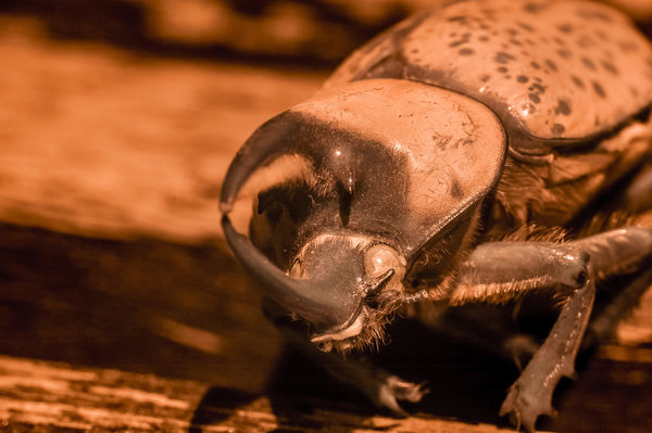 A Rhino Beetle...