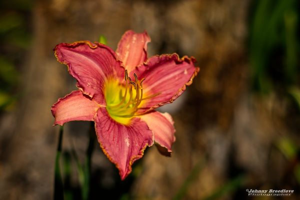My day lilies have started to bloom...