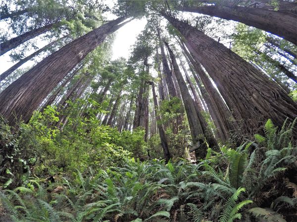 Rillington Tree The Tree's of Mystery roadside attraction of Redwood Tree's: Last ...