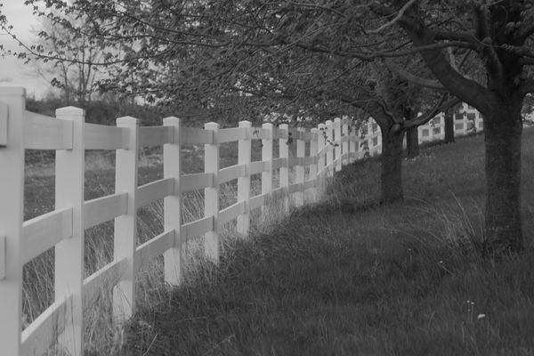 Fence and Trees...