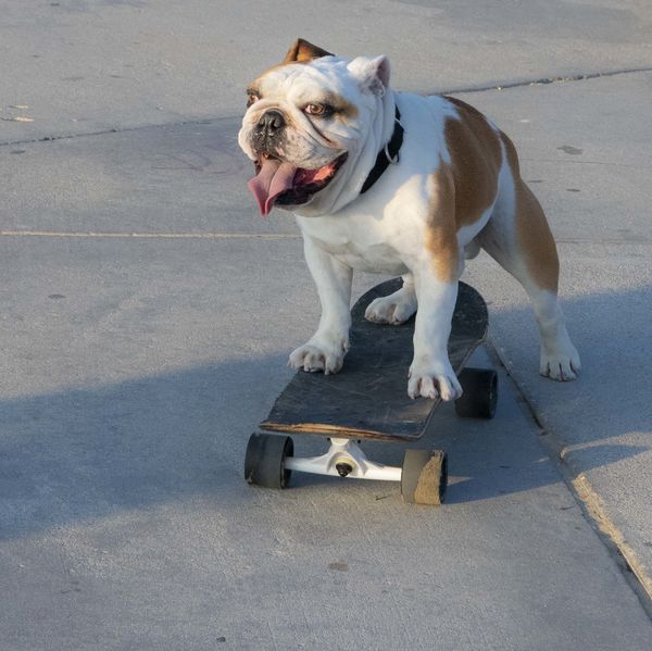 Even the Dogs Skateboard in CA...