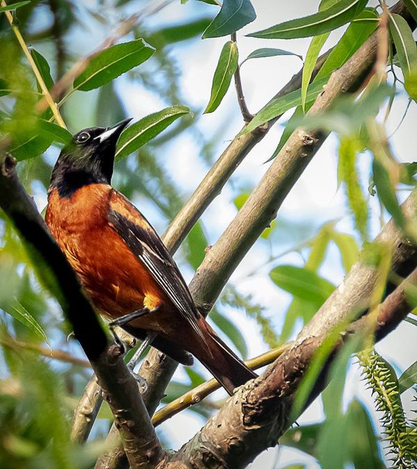 Orchard oriole...