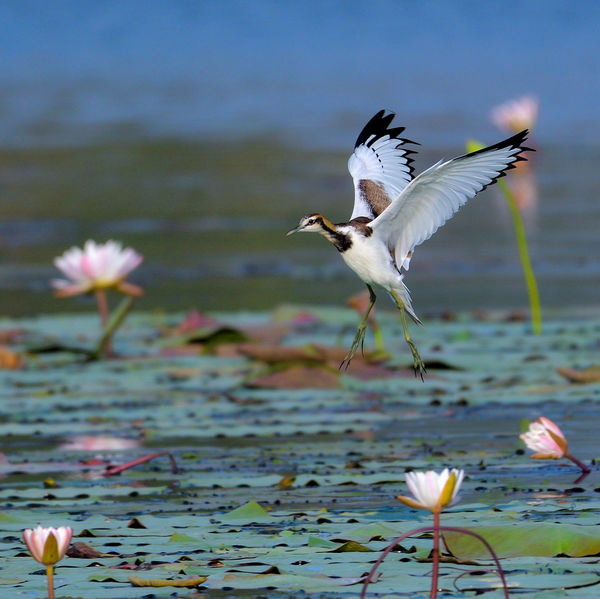 Pheasant Tail Jacana - a delicate landing! D500 + ...