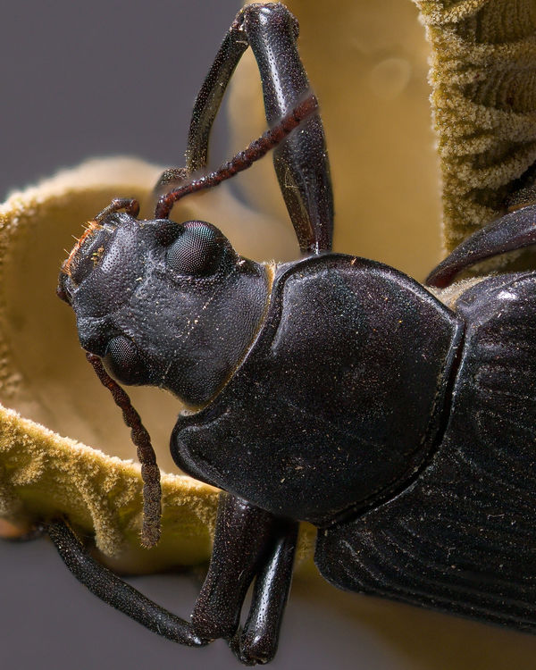 Beetle - up close - D850 + Tamron SP 90mm 1:1...