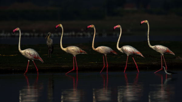 Greater Flamingo - all in a row! D500 + Nikkor 300...