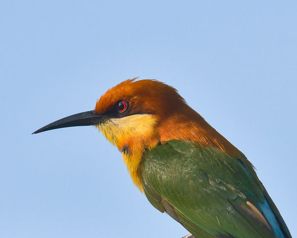 Chestnut Headed Bee Eater - a riot of colours! D50...