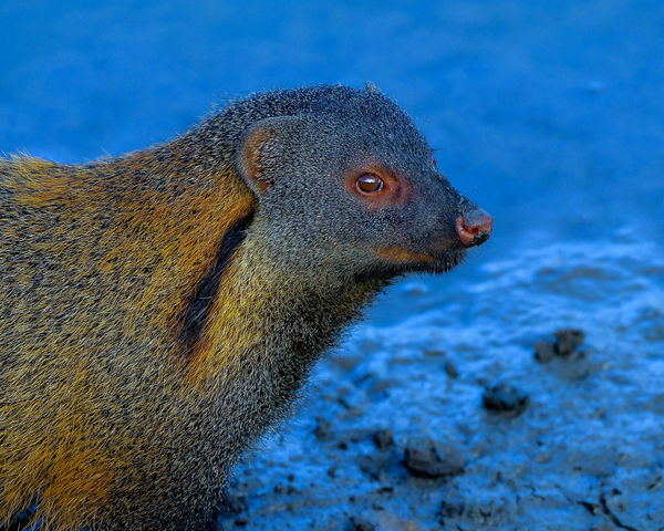 Stripe Throated Mongoose - early morning by the wa...