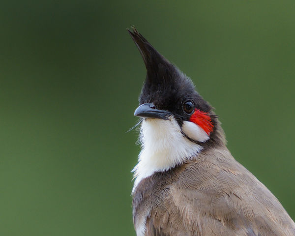 Red Whiskered Bulbul - hey good looking! D810 + Ni...