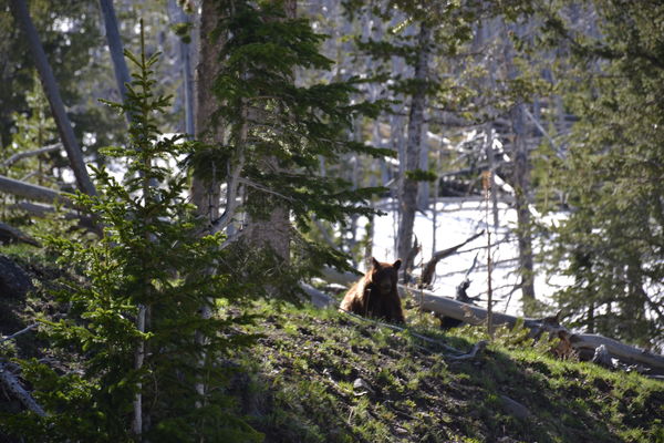 Yearling Grizzly...