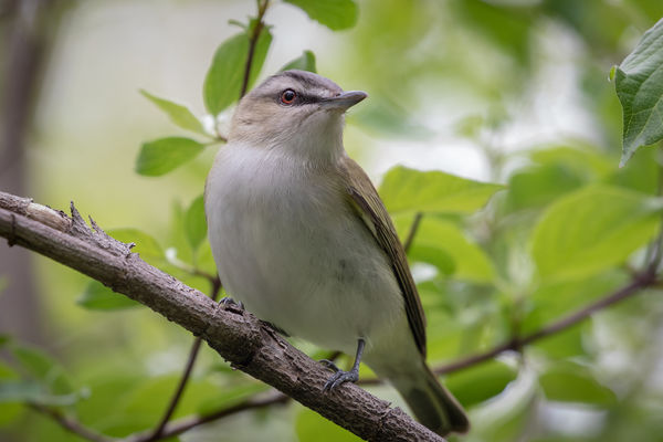 Red-eyed Vireo, Magee Marsh (I know, it's not a wa...