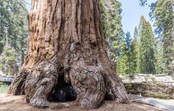 Giant Sequoia's...