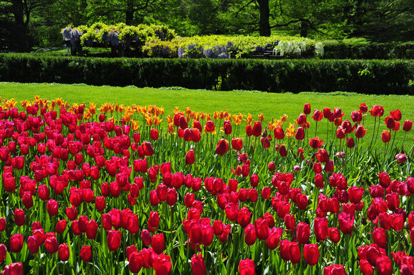 Tulip Time at Longwood Gardens...