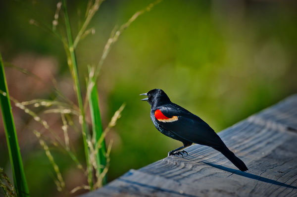 Redwing Blackbird...
