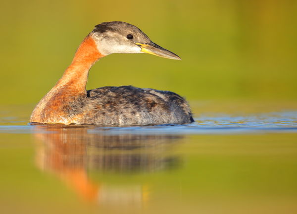 Red-necked grebe from my current floating blind...