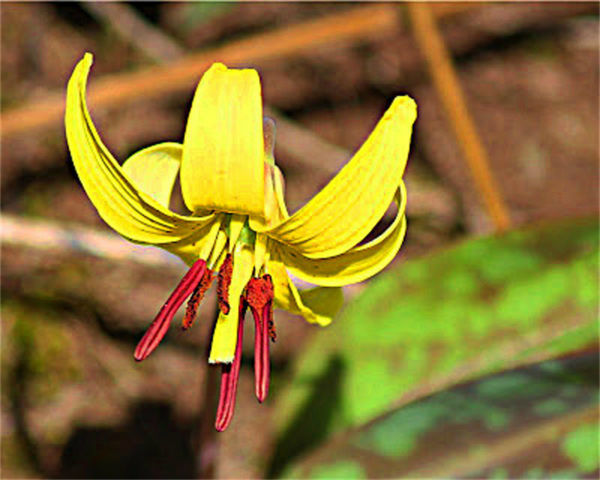 Trout Lily or fawn Lily...