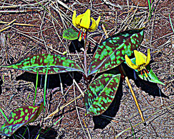 Ehe spotted leaves of a Fawn Lily...