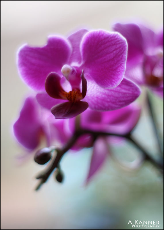 mini orchid...