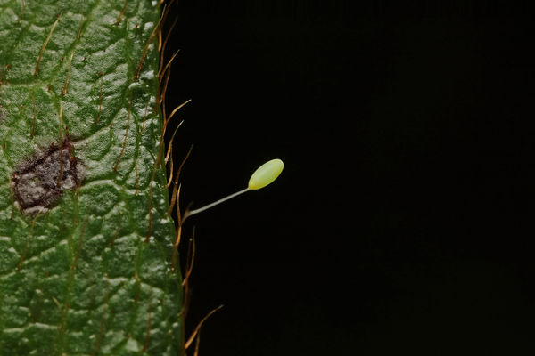 lacewing egg...