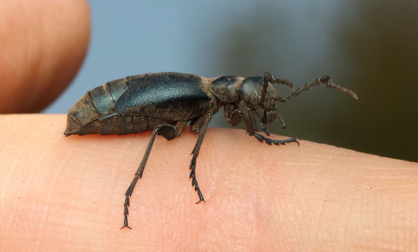 Blister beetle...