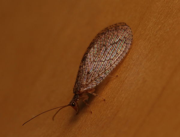 Brown lacewing...