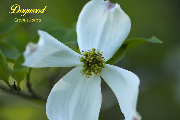 Dogwood Blossom...