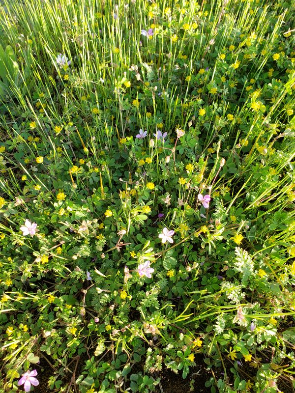 Tiny flowers in the grass....