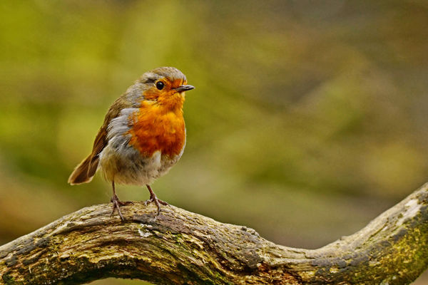 Young Robin....