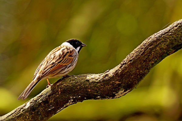 Reed Bunting....