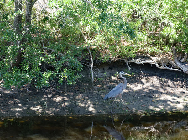 Heron out for a stroll...