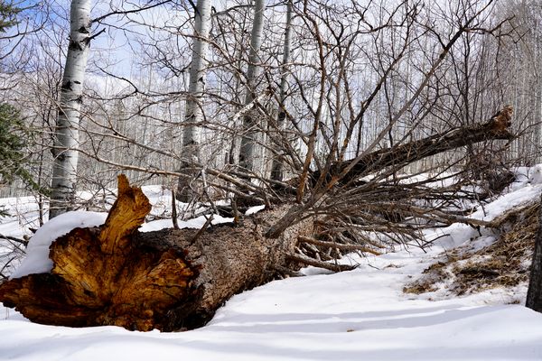Dead tree in winter...