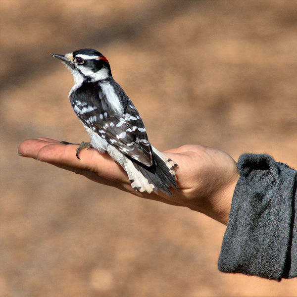 Hand feeding a Downy Woodpecker!...