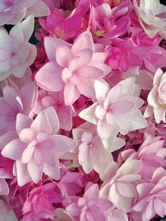 Pink Hydrangea...