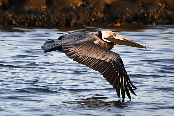 Plain ole pelican...