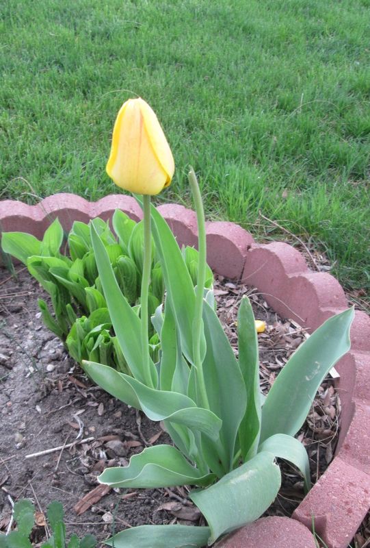 Golden Spike Tulip-Yep rabbit got the other bloom!...